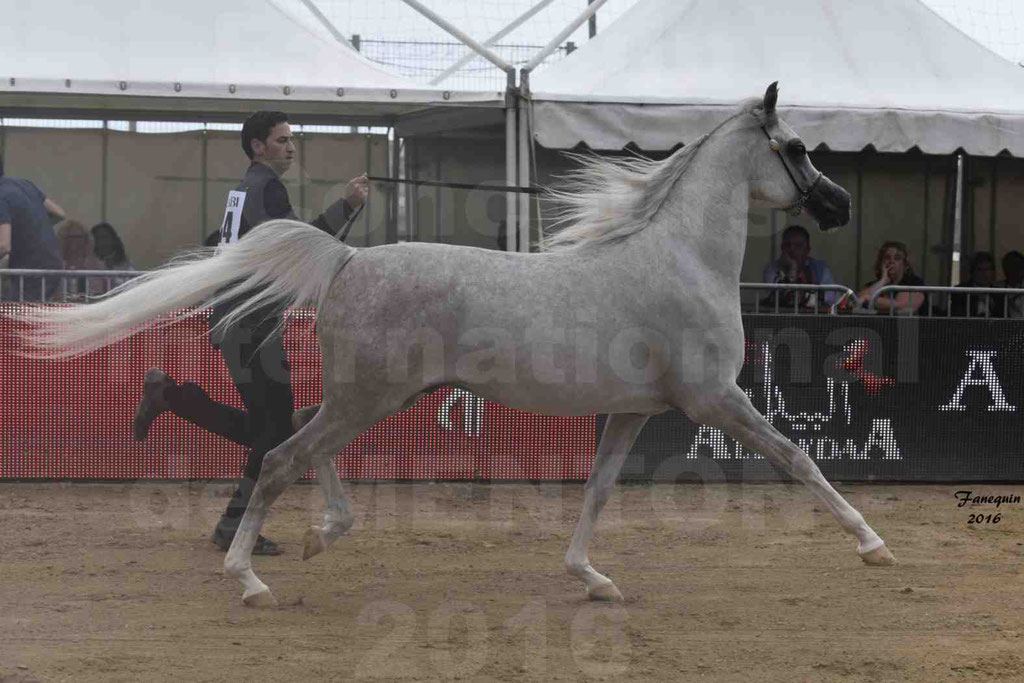 Championnat du pur-sang arabe de la Méditerranée et des pays arabes - MENTON 2016 - JALAL AL JASSIMYA - Notre Sélection - 04