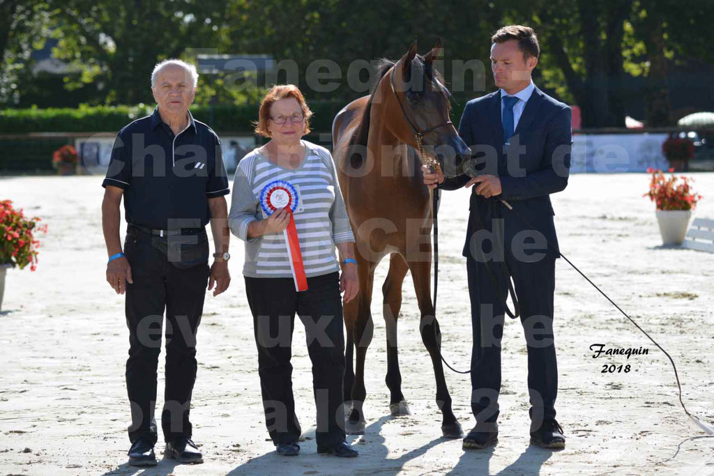 Championnat de FRANCE de chevaux Arabes à Pompadour en 2018 - BO AS ALEXANDRA - Notre Sélection - 52