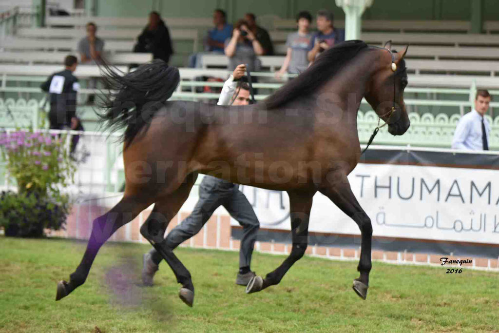 International Arabian Horse Show B de VICHY 2016 - MILLIAR - Notre Sélection - 13