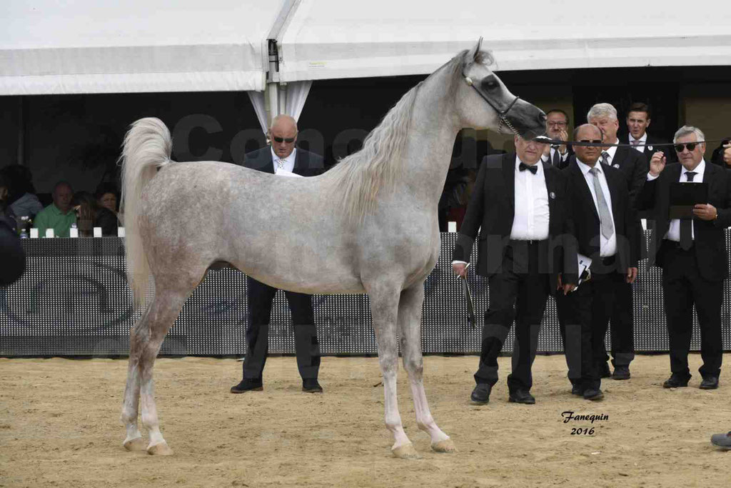 Championnat du pur-sang arabe de la Méditerranée et des pays arabes - MENTON 2016 - JALAL AL JASSIMYA - Notre Sélection - 19