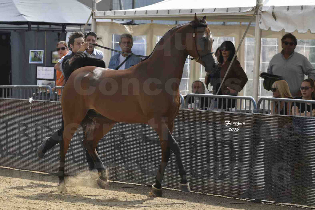 Championnat du pur-sang arabe de la Méditerranée et des pays arabes - MENTON 2016 - GHAZWAN AL JASSIMYA - Notre Sélection - 06