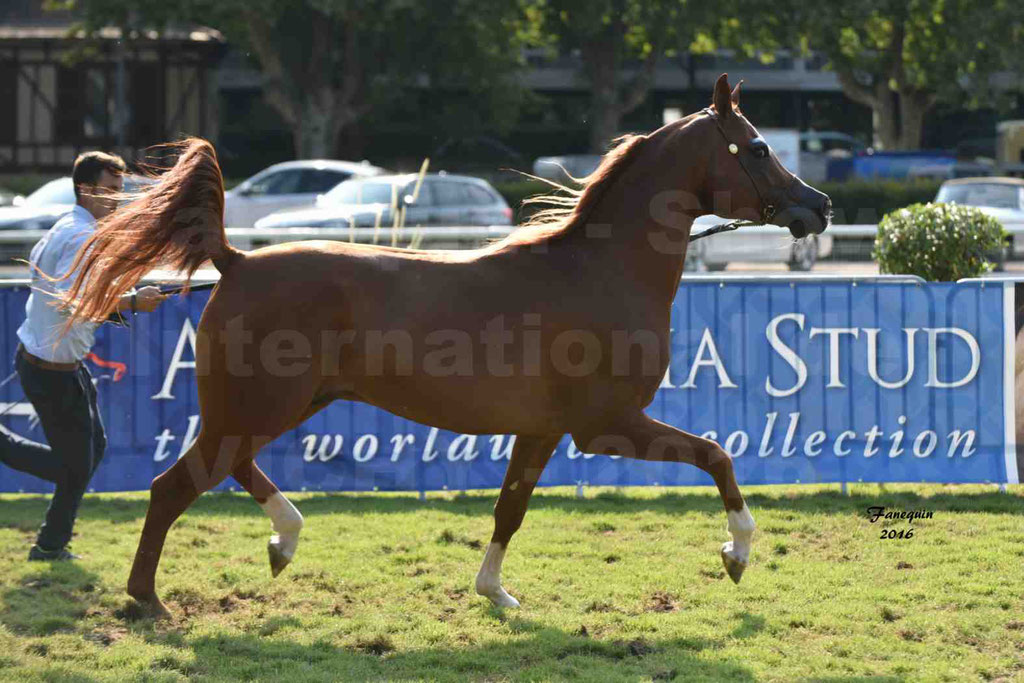 International Arabian Horse Show B de VICHY 2016 - DZHARI NUNKI - Notre Sélection - 37