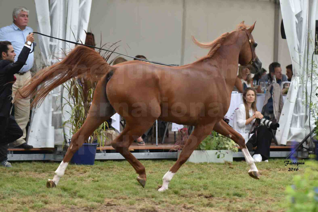 International Arabian Horse Show B de VICHY 2016 - DZHARI NUNKI - Notre Sélection - 16