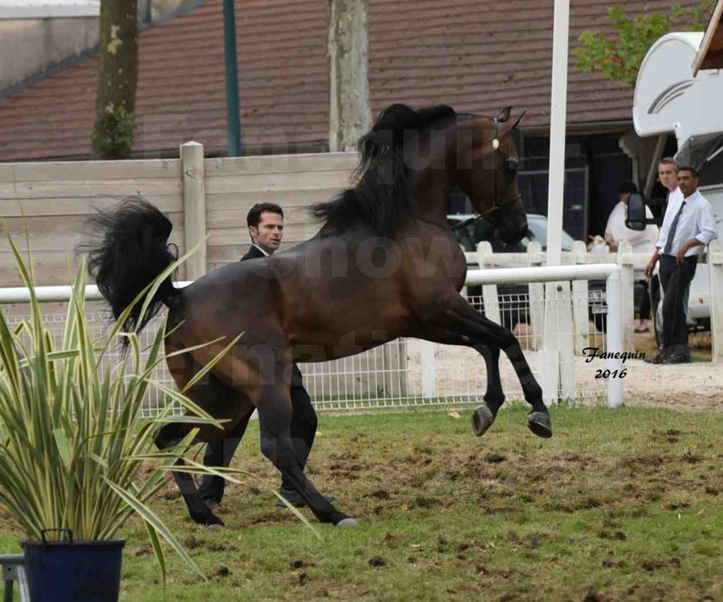 International Arabian Horse Show B de VICHY 2016 - MILLIAR - Notre Sélection - 01