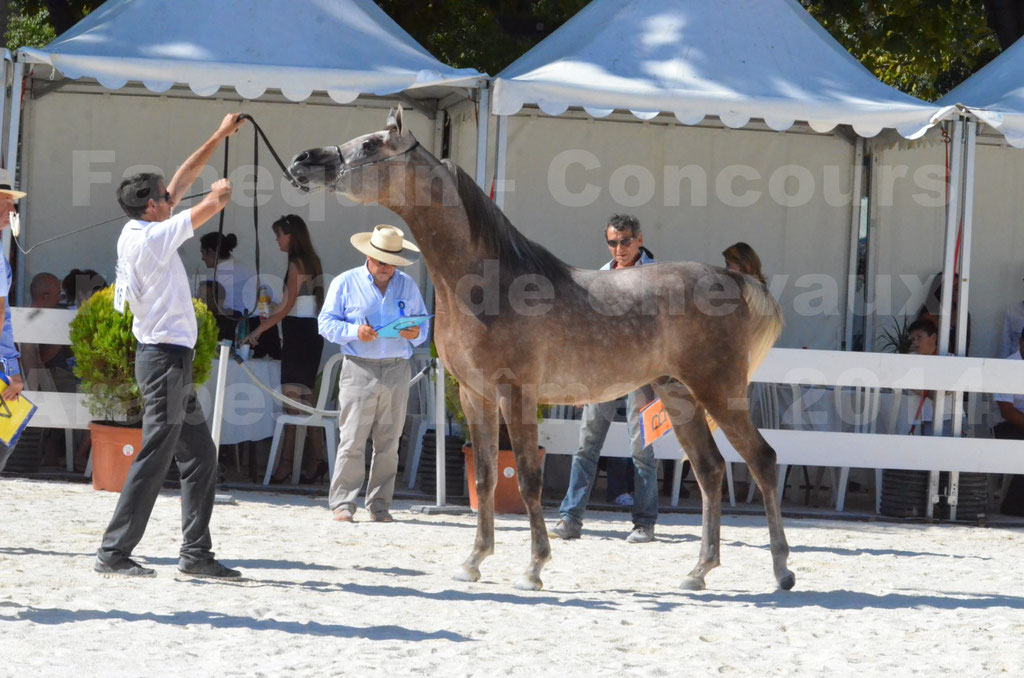 Concours régional de Nîmes de chevaux Arabes - 2014 - CHEM'S PHARAON - 11