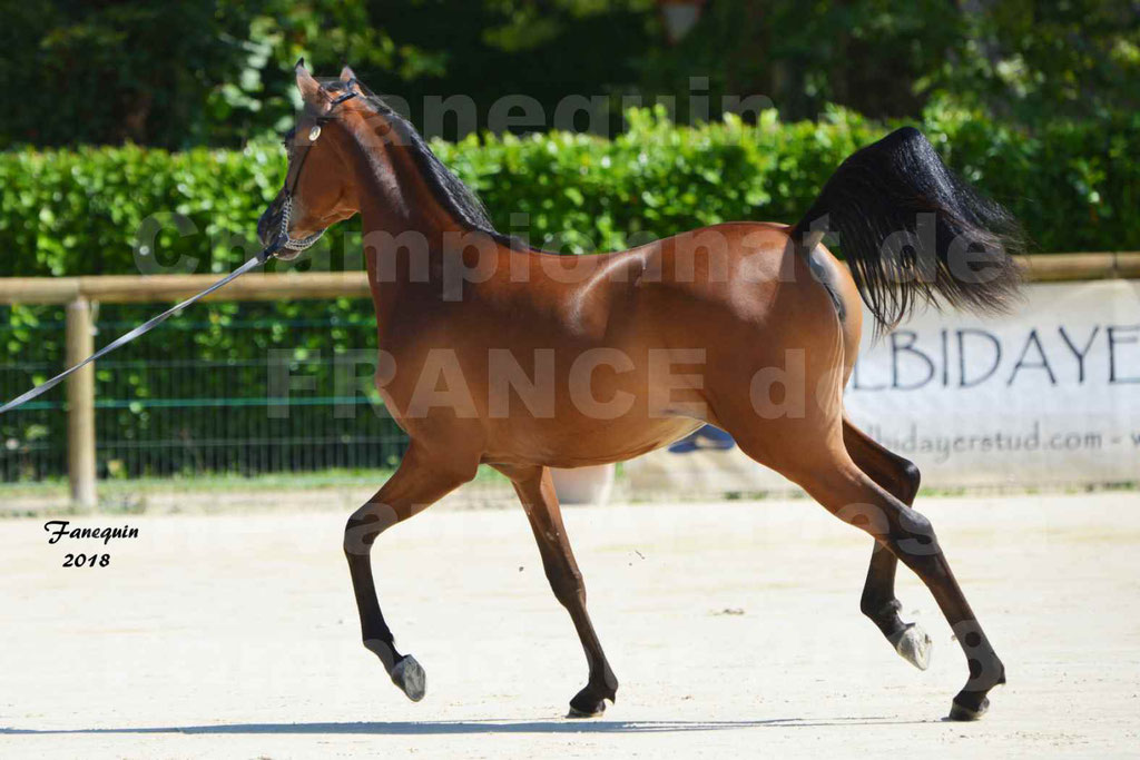 Championnat de FRANCE de chevaux Arabes à Pompadour en 2018 - BO AS ALEXANDRA - Notre Sélection - 09