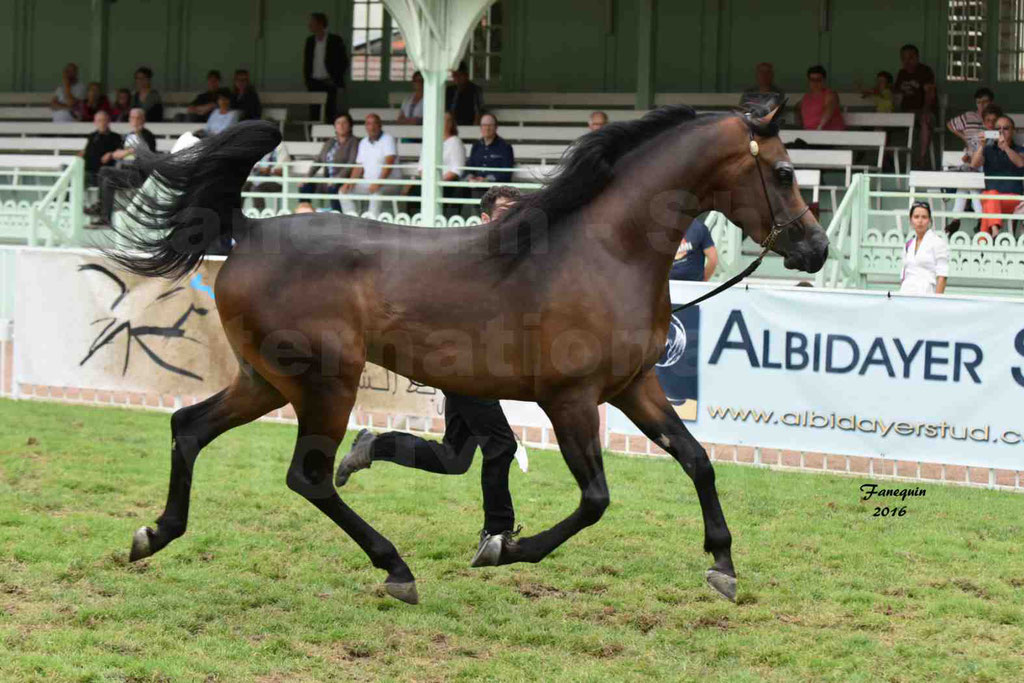 International Arabian Horse Show B de VICHY 2016 - MILLIAR - Notre Sélection - 03