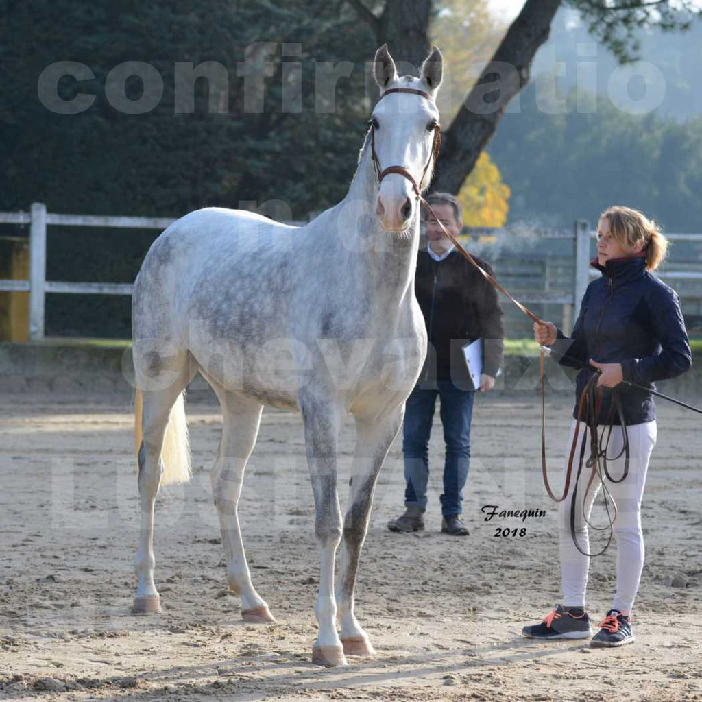 Confirmation de chevaux LUSITANIENS aux Haras d'UZES Novembre 2018 - LUTECE DU CASTEL - 01