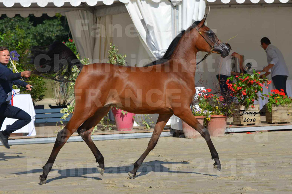 Championnat de FRANCE de chevaux Arabes à Pompadour en 2018 - BO AS ALEXANDRA - Notre Sélection - 38