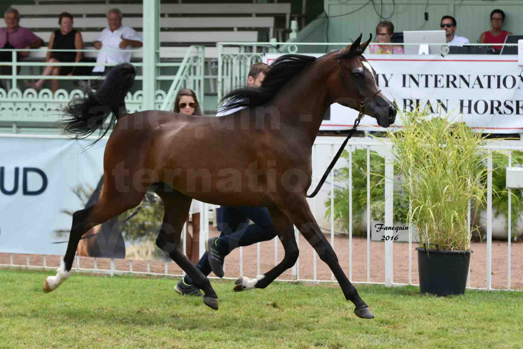 International Arabian Horse Show B de VICHY 2016 - ESMAELIA AL HEVAN - Notre Sélection - 06