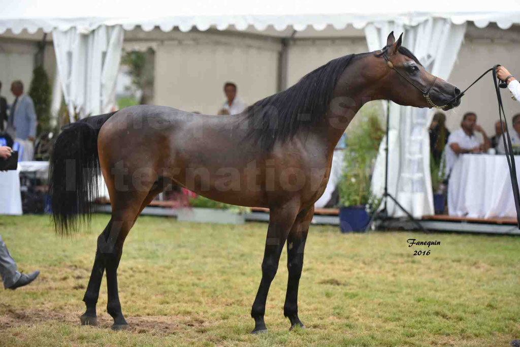 International Arabian Horse Show B de VICHY 2016 - MILLIAR - Notre Sélection - 35