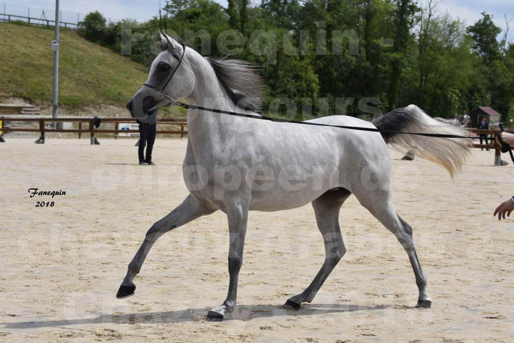 Concours Européen de chevaux Arabes à Chazey sur Ain 2018 - FATIN ALBIDAYER - Notre Sélection - 05