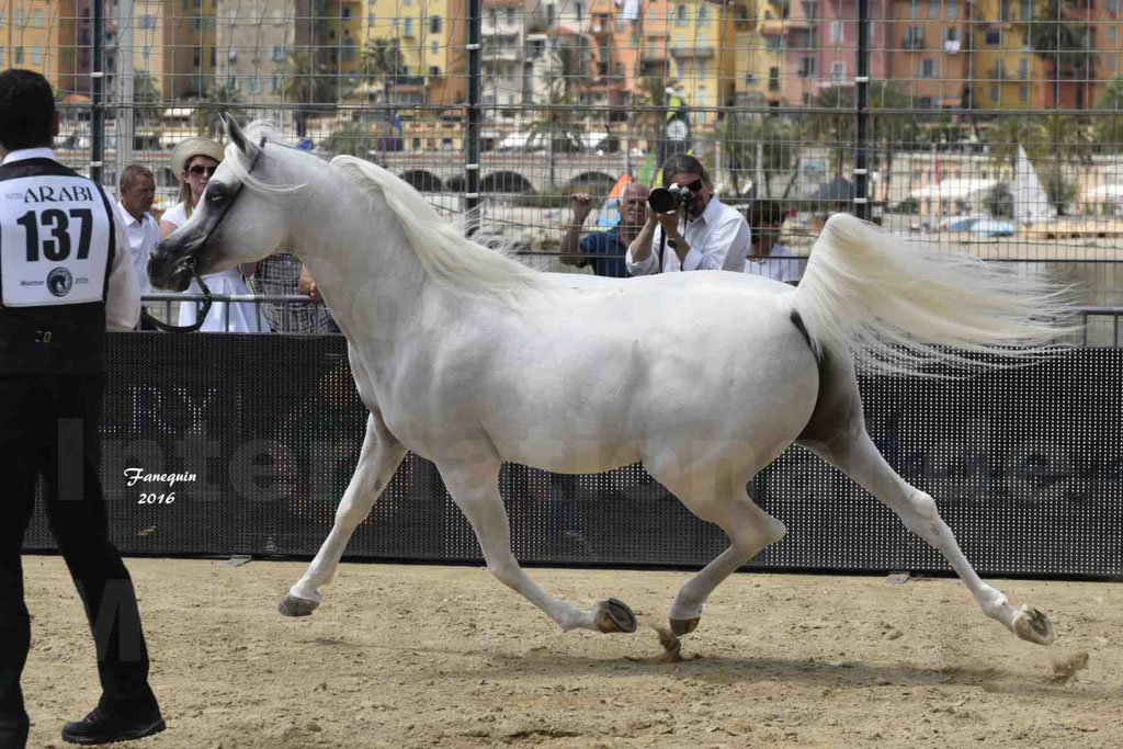 Championnat du Pur-Sang Arabe de la Méditerranée et des pays Arabes - MENTON 2016 - SHANGHAI EA - C 137