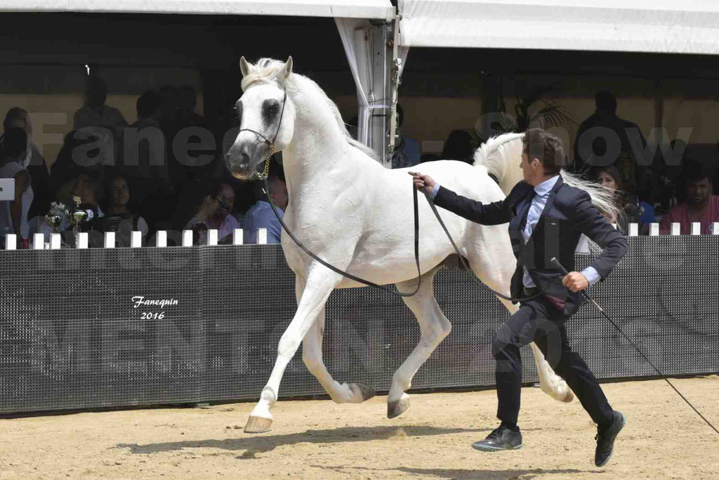 Championnat du Pur Sang Arabe de la Méditerranée et des pays Arabes - MENTON 2016 - RASWAN DE GARGASSAN - Notre Sélection - 10