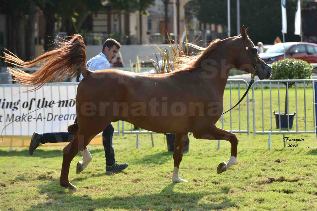 International Arabian Horse Show B de VICHY 2016 - DZHARI NUNKI - Notre Sélection - 35