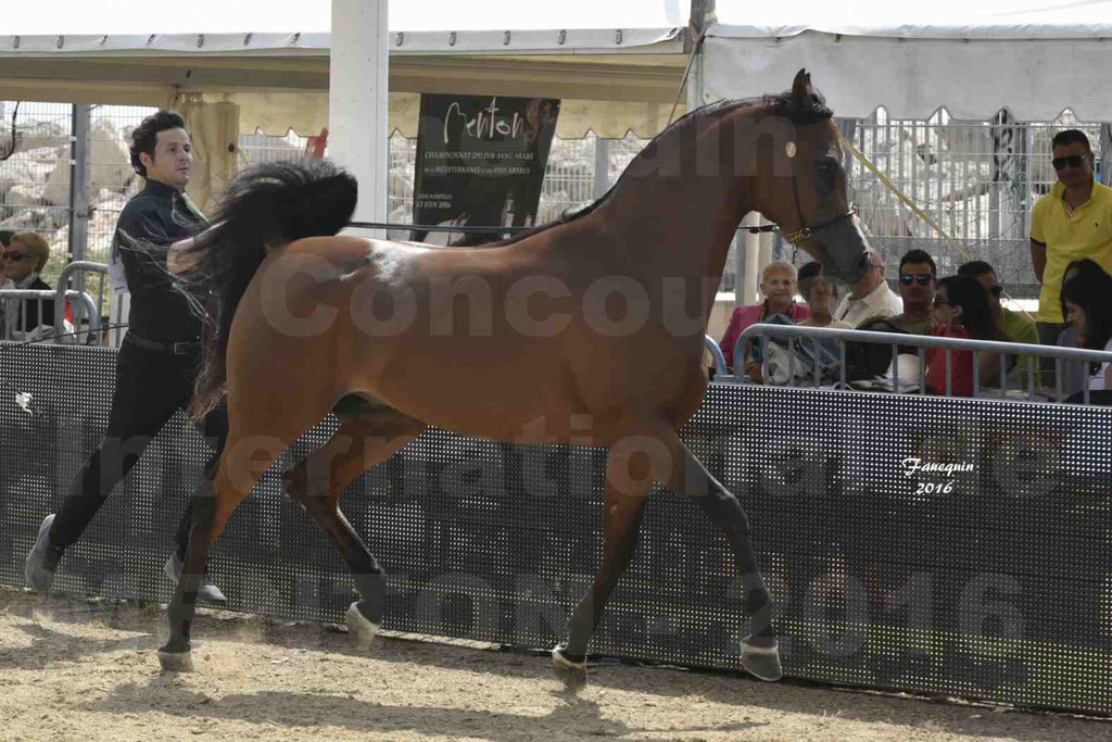 Championnat du pur-sang arabe de la Méditerranée et des pays arabes - MENTON 2016 - GHAZWAN AL JASSIMYA - Notre Sélection - 08