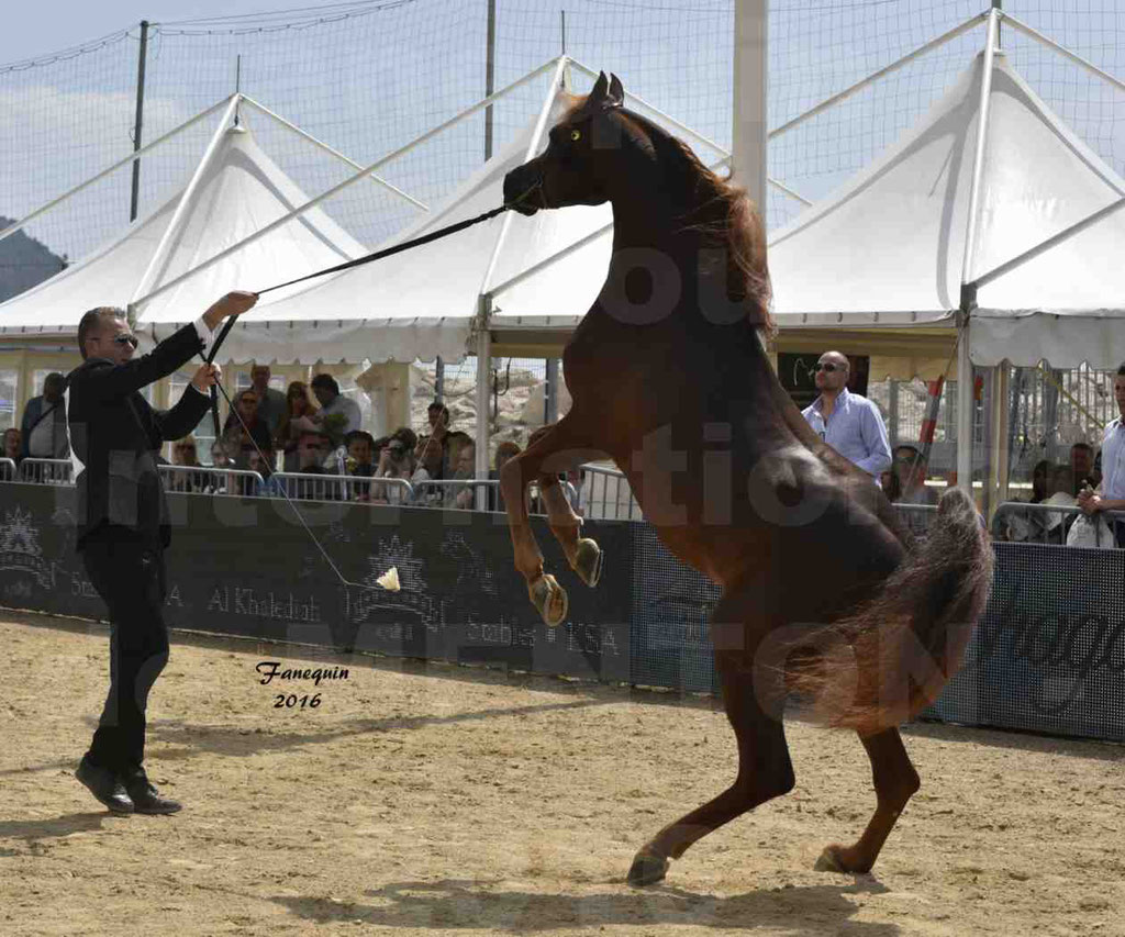 Championnat du pur-sang arabe de la Méditerranée et des pays arabes - MENTON 2016 - FAKHR AL KHALEDIAH - Notre Sélection - 11