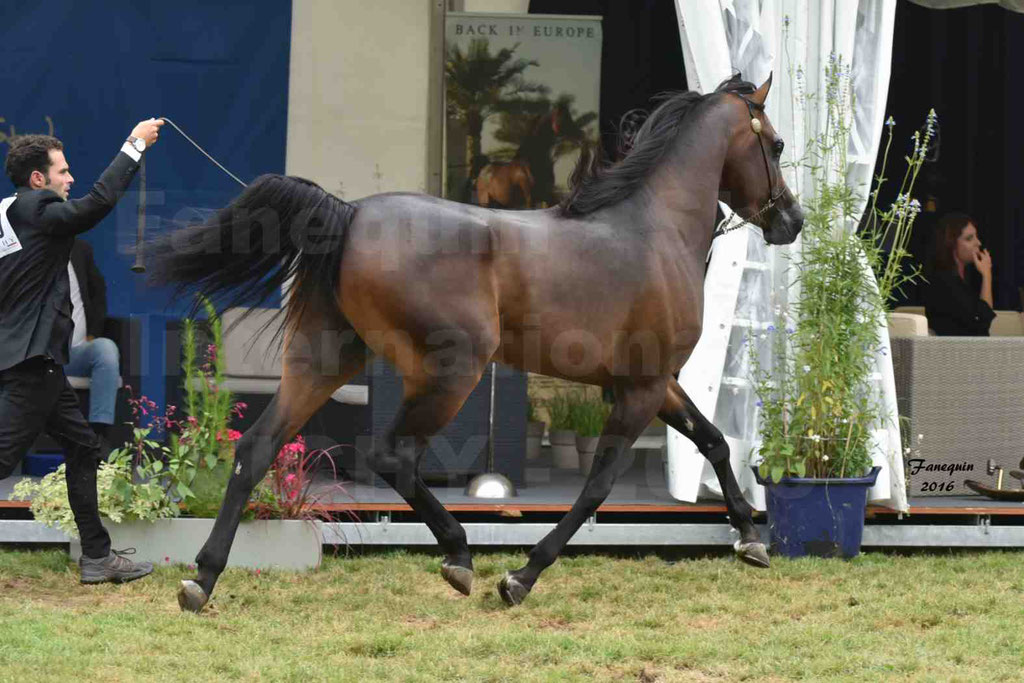 International Arabian Horse Show B de VICHY 2016 - MILLIAR - Notre Sélection - 09