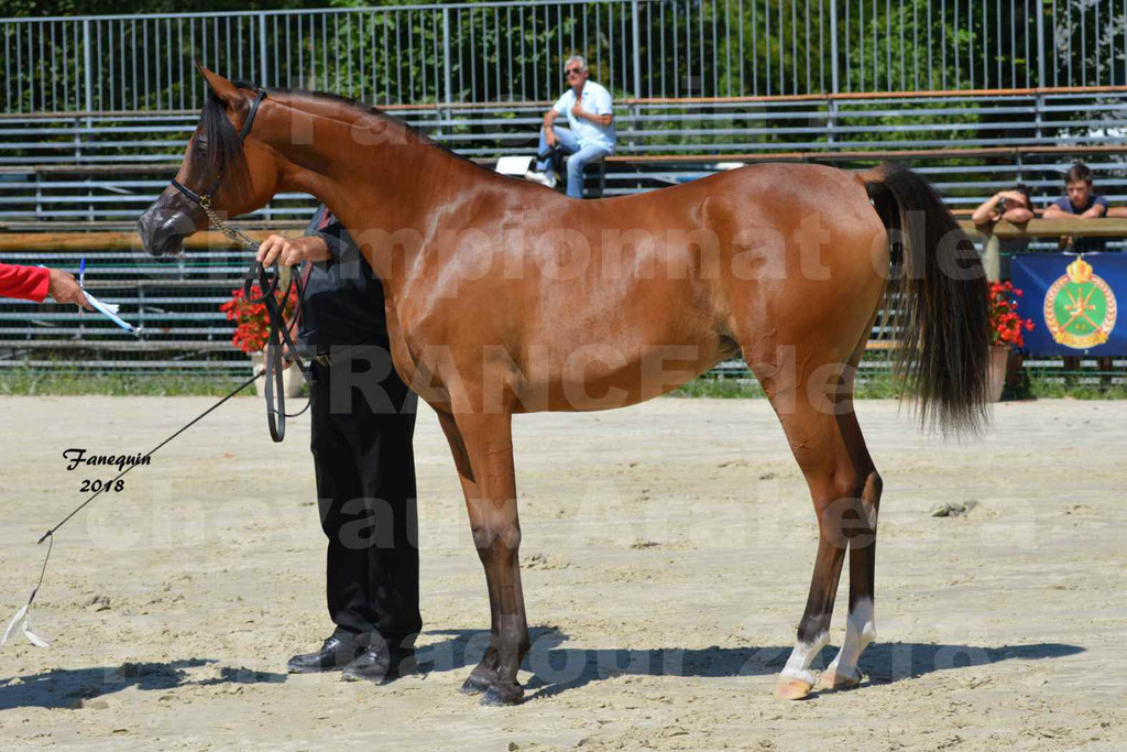 Championnat de FRANCE des chevaux Arabes à Pompadour en 2018 - SH CHARISMA - Notre Sélection - 33