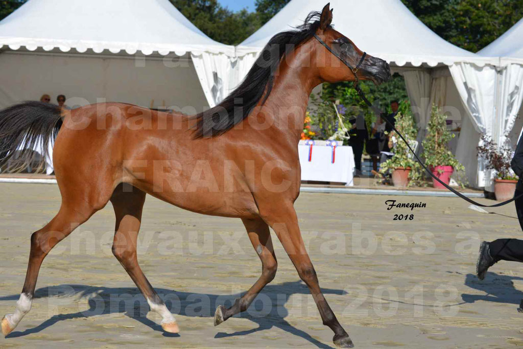 Championnat de FRANCE des chevaux Arabes à Pompadour en 2018 - SH CHARISMA - Notre Sélection - 05