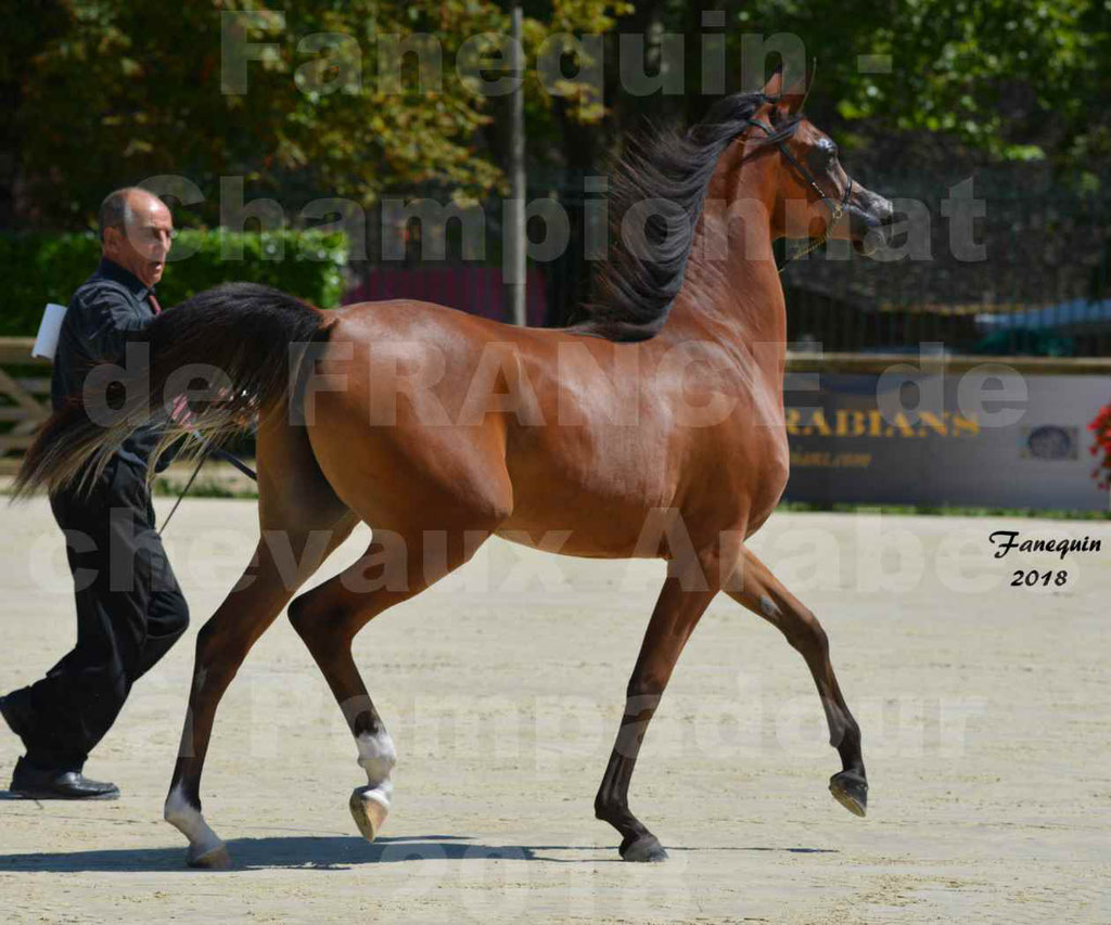 Championnat de FRANCE des chevaux Arabes à Pompadour en 2018 - SH CHARISMA - Notre Sélection - 30