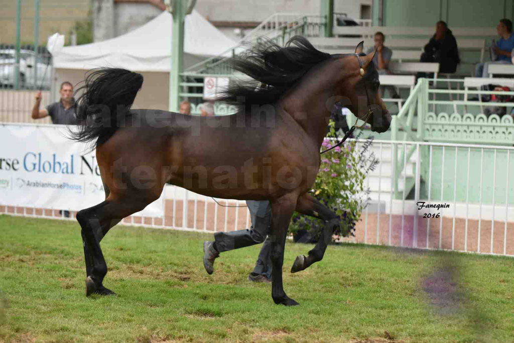 International Arabian Horse Show B de VICHY 2016 - MILLIAR - Notre Sélection - 11