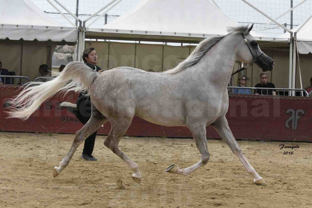 Championnat du pur-sang arabe de la Méditerranée et des pays arabes - MENTON 2016 - JALAL AL JASSIMYA - Notre Sélection - 17