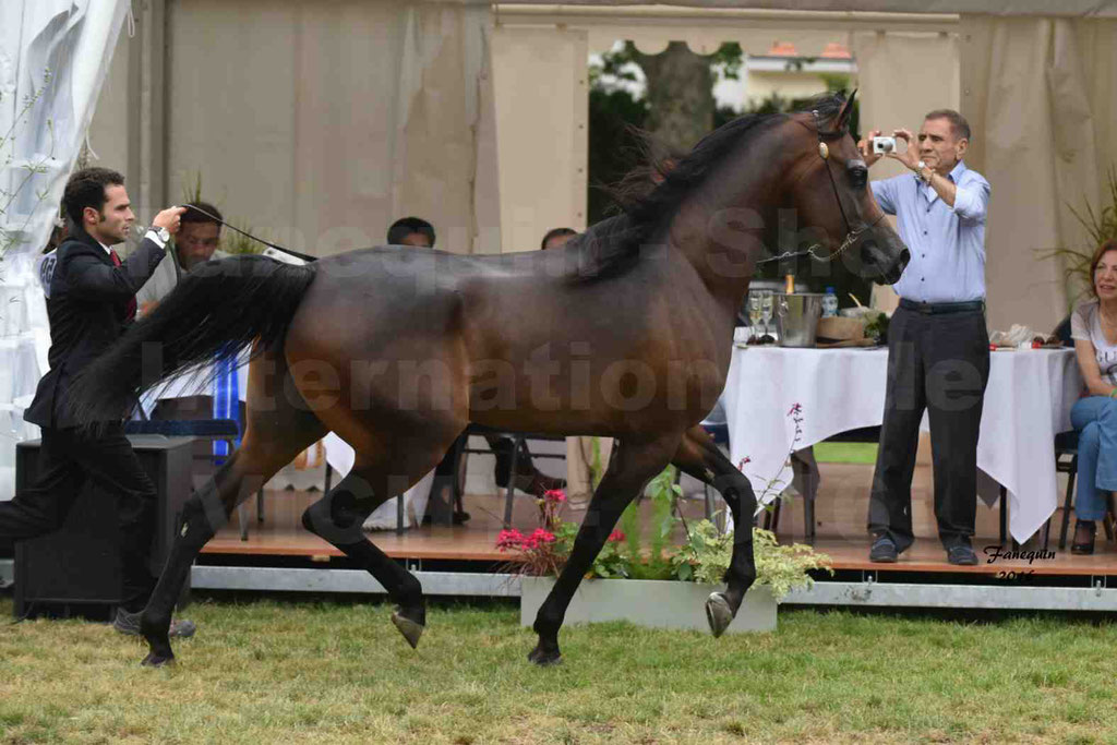 International Arabian Horse Show B de VICHY 2016 - MILLIAR - Notre Sélection - 06