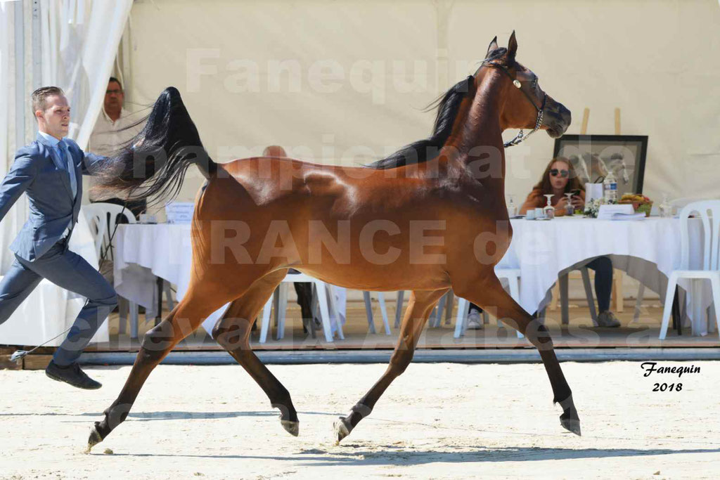 Championnat de FRANCE de chevaux Arabes à Pompadour en 2018 - BO AS ALEXANDRA - Notre Sélection - 04