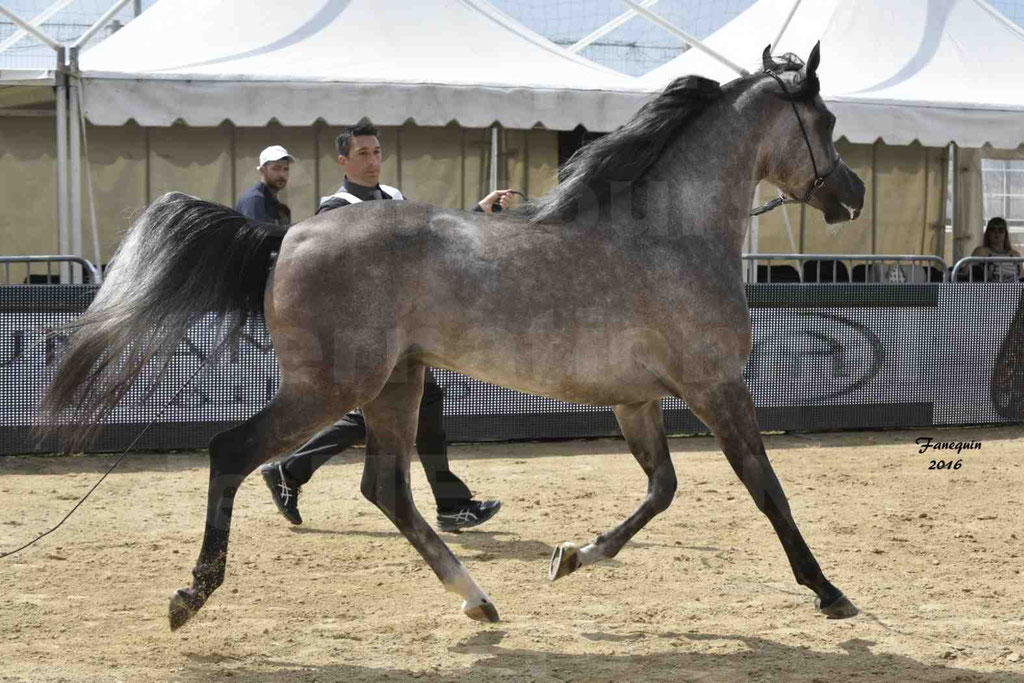 Championnat du Pur-Sang Arabe de la Méditerranée et des pays Arabes - MENTON 2016 - SUNDOWN KA - C 123