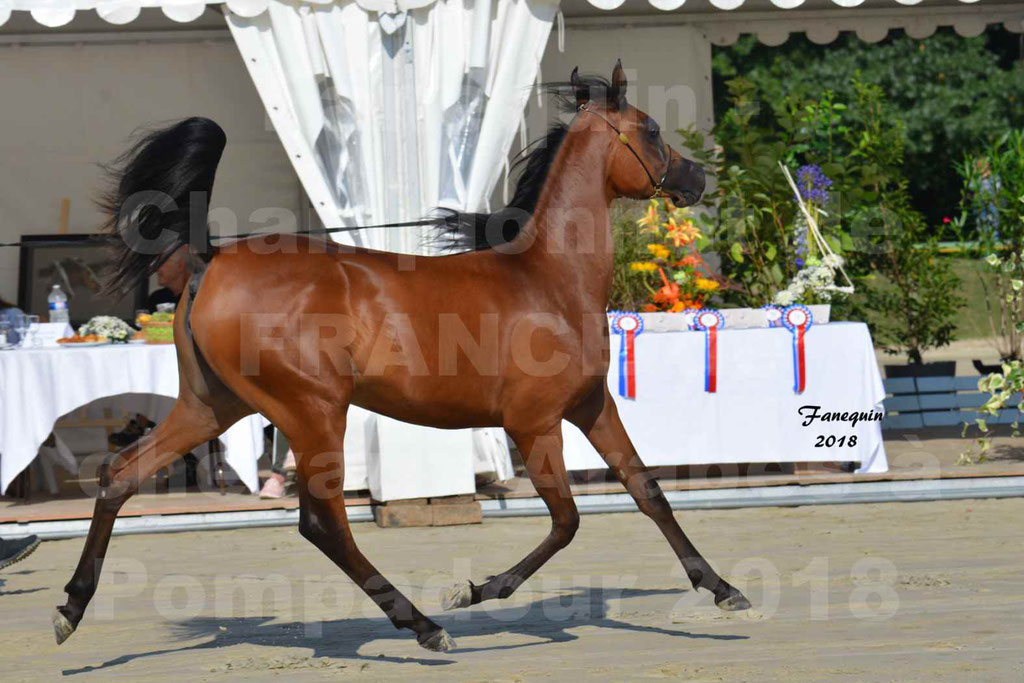 Championnat de FRANCE de chevaux Arabes à Pompadour en 2018 - BO AS ALEXANDRA - Notre Sélection - 22