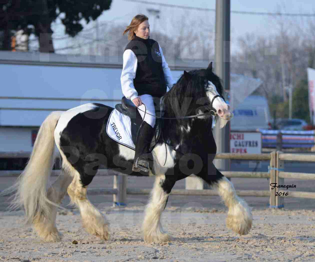 Cheval Passion 2016 - IRISH COB - monté par une cavalière - 04