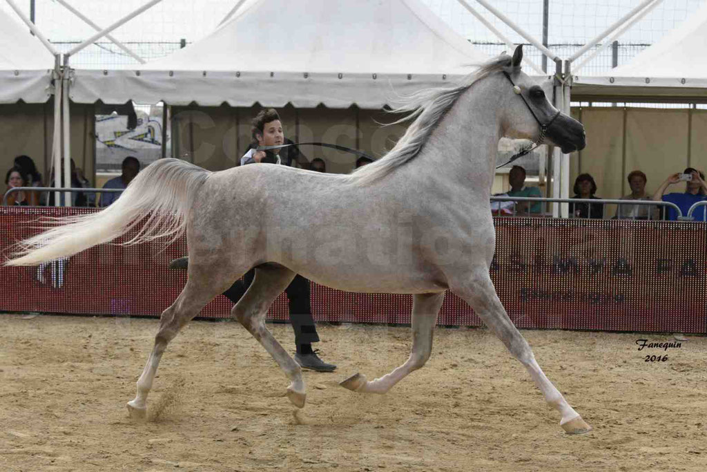 Championnat du pur-sang arabe de la Méditerranée et des pays arabes - MENTON 2016 - JALAL AL JASSIMYA - Notre Sélection - 15