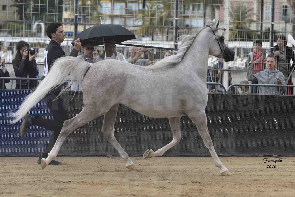 Championnat du pur-sang arabe de la Méditerranée et des pays arabes - MENTON 2016 - JALAL AL JASSIMYA - Notre Sélection - 06