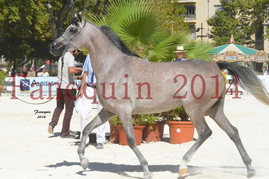 Concours National de Nîmes de chevaux ARABES 2014 - Notre Sélection - CHEM'S PHARAON - 1