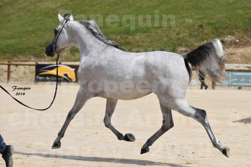 Concours Européen de chevaux Arabes à Chazey sur Ain 2018 - FATIN ALBIDAYER - Notre Sélection - 14