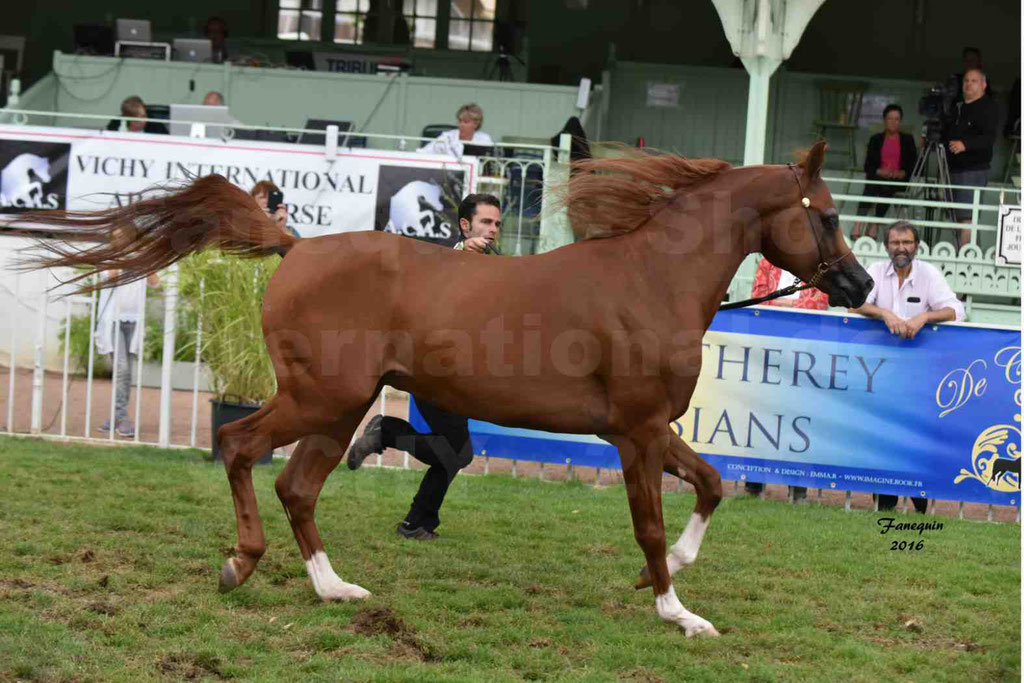 International Arabian Horse Show B de VICHY 2016 - DZHARI NUNKI - Notre Sélection - 07