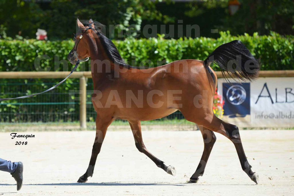 Championnat de FRANCE de chevaux Arabes à Pompadour en 2018 - BO AS ALEXANDRA - Notre Sélection - 10