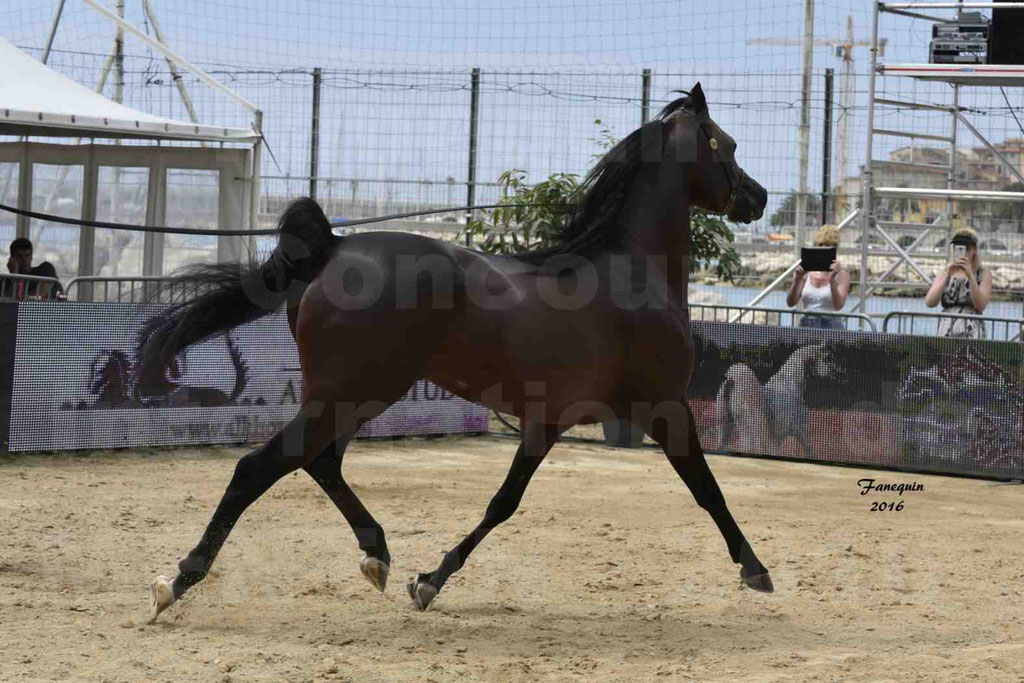 Championnat du pur-sang arabe de la Méditerranée et des pays arabes - MENTON 2016 - EKS ALIHANDRO - Notre Sélection - 19