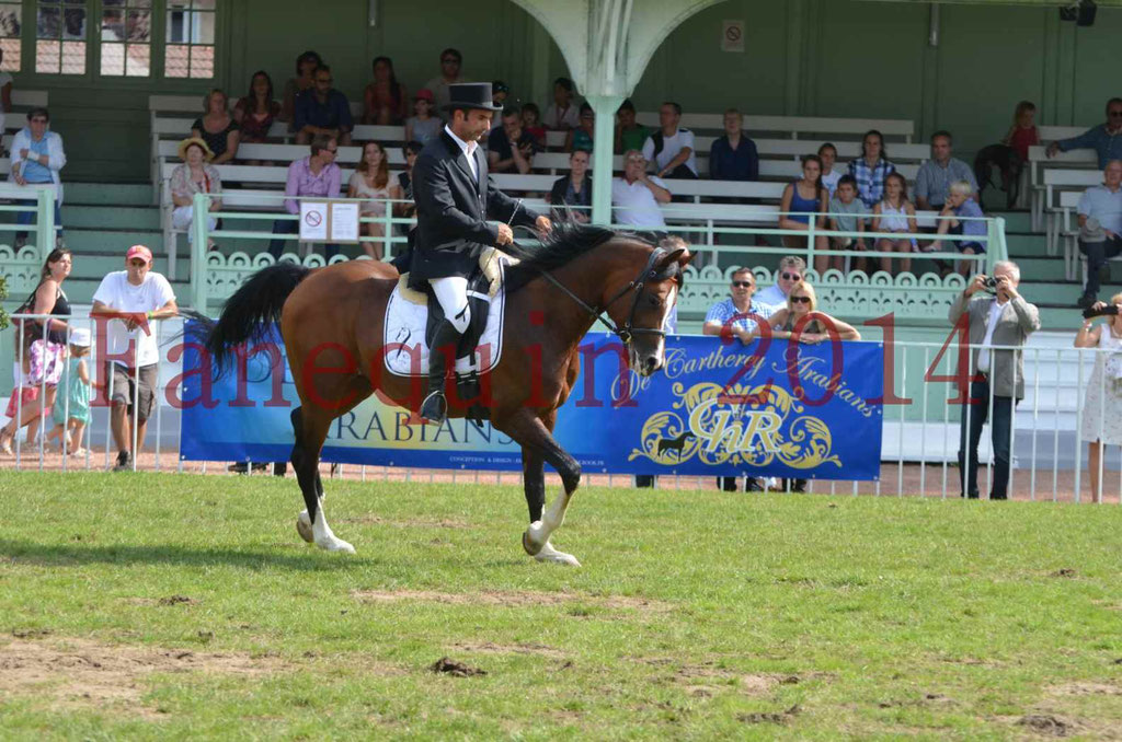 Démonstration de reprise de dressage étalon - TS GRADADELL - 33