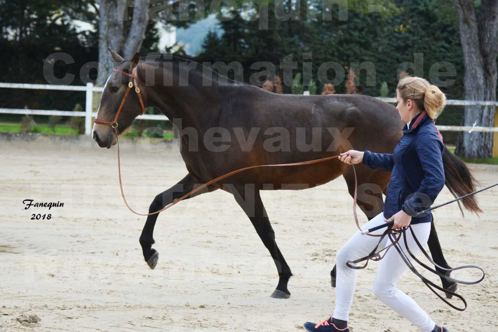 Confirmation de chevaux LUSITANIENS aux Haras d'UZES Novembre 2018 - LOUNA DU CASTEL - 16