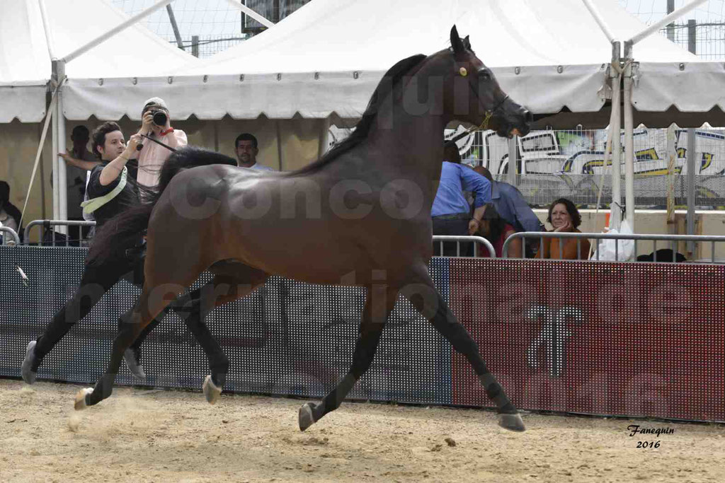 Championnat du pur-sang arabe de la Méditerranée et des pays arabes - MENTON 2016 - EKS ALIHANDRO - Notre Sélection - 10