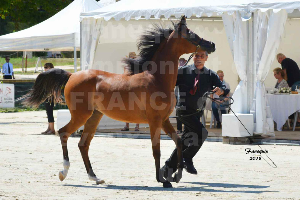 Championnat de FRANCE des chevaux Arabes à Pompadour en 2018 - SH CHARISMA - Notre Sélection - 10