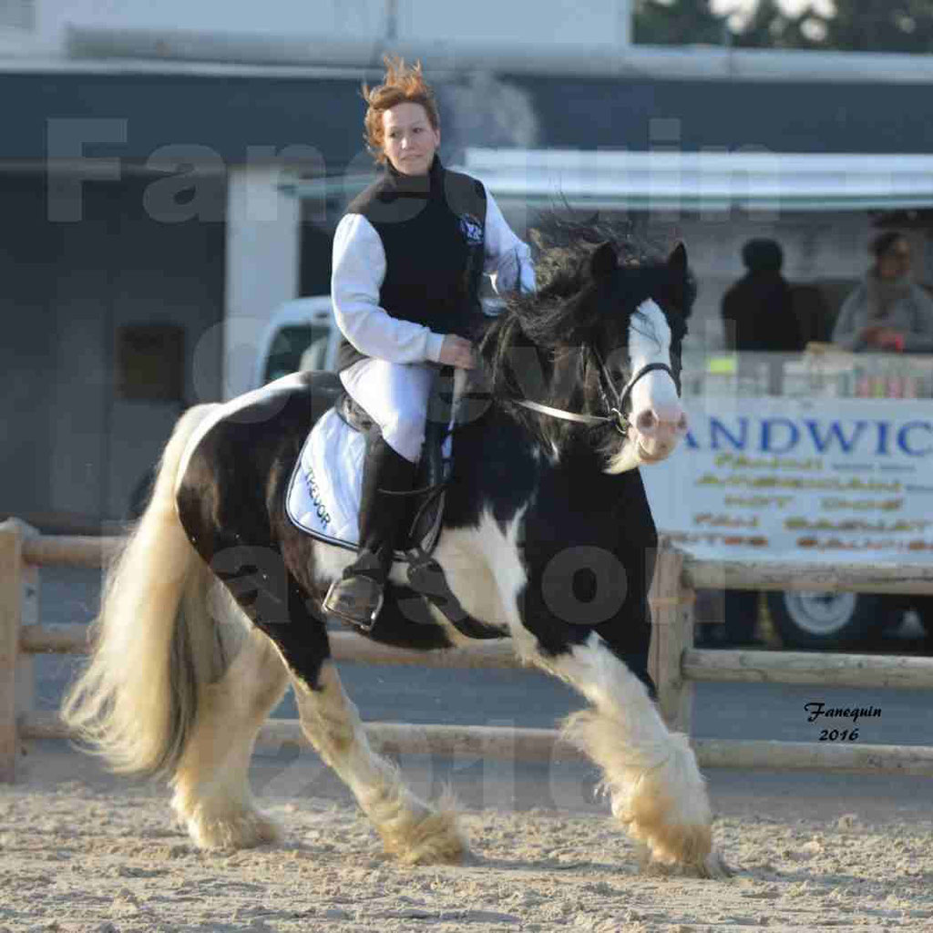 Cheval Passion 2016 - IRISH COB - monté par une cavalière - 07