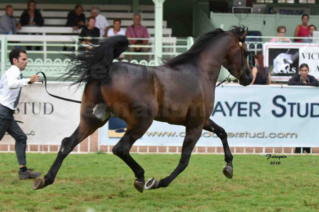 International Arabian Horse Show B de VICHY 2016 - MILLIAR - Notre Sélection - 22