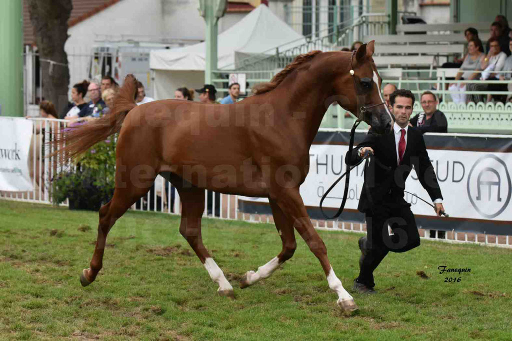 International Arabian Horse Show B de VICHY 2016 - DZHARI NUNKI - Notre Sélection - 01