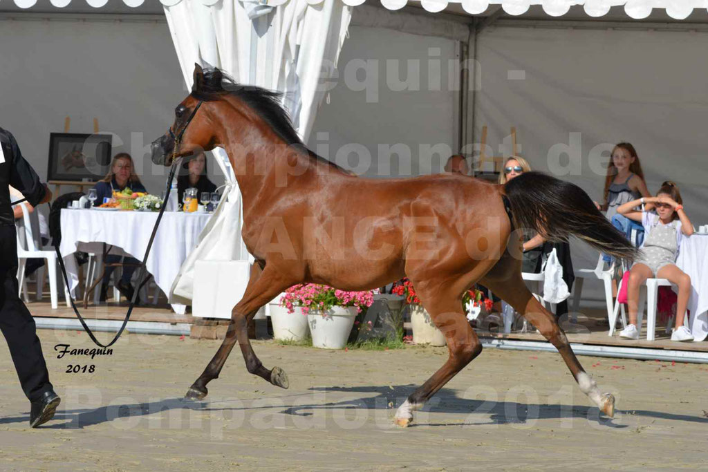 Championnat de FRANCE des chevaux Arabes à Pompadour en 2018 - SH CHARISMA - Notre Sélection - 02