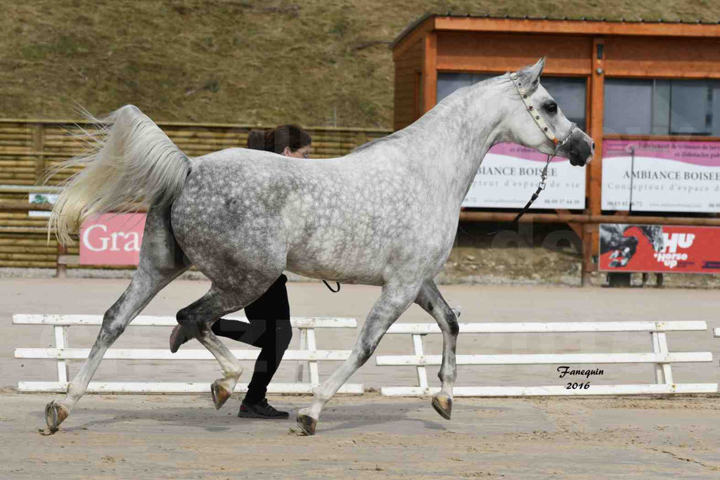 Show National de CHAZEY sur AIN - CIRCE AUSSOUA - 4