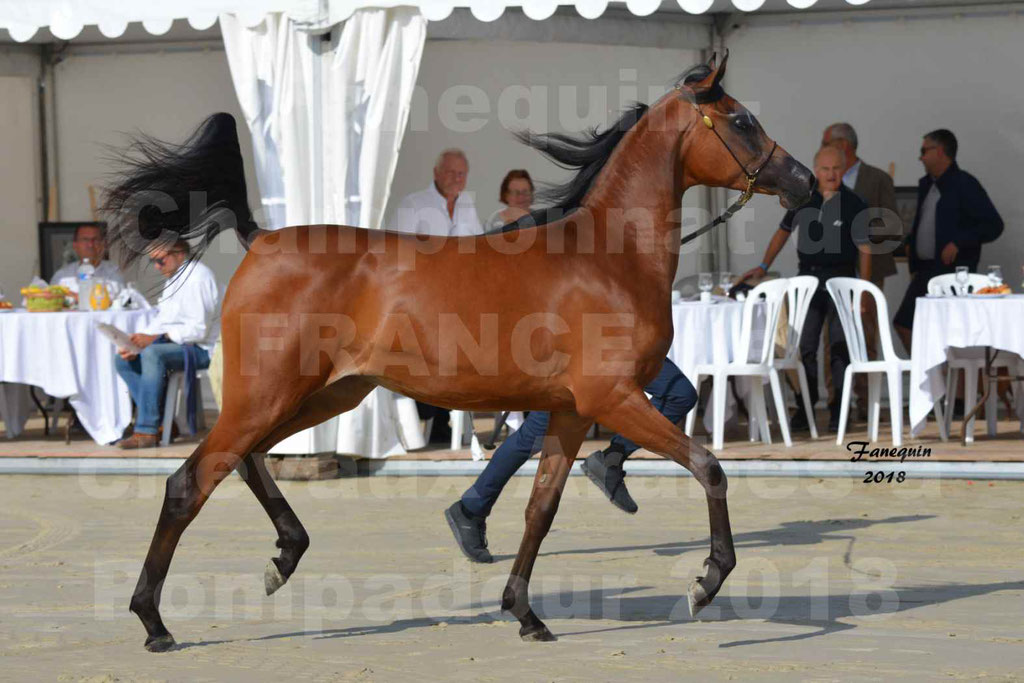 Championnat de FRANCE de chevaux Arabes à Pompadour en 2018 - BO AS ALEXANDRA - Notre Sélection - 19