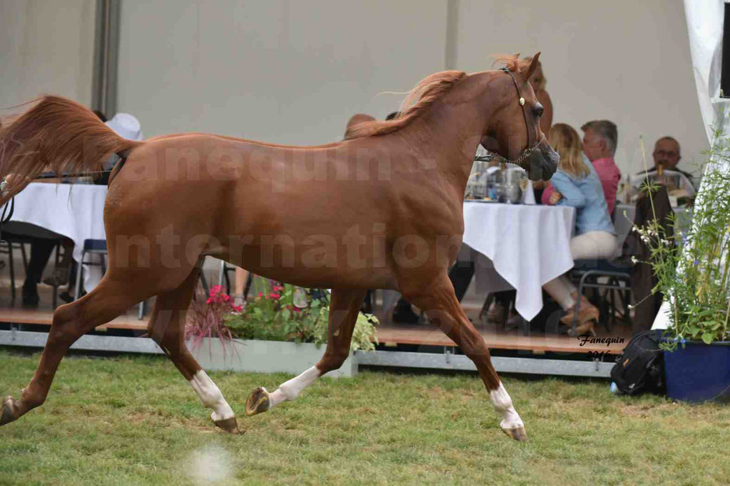 International Arabian Horse Show B de VICHY 2016 - DZHARI NUNKI - Notre Sélection - 13